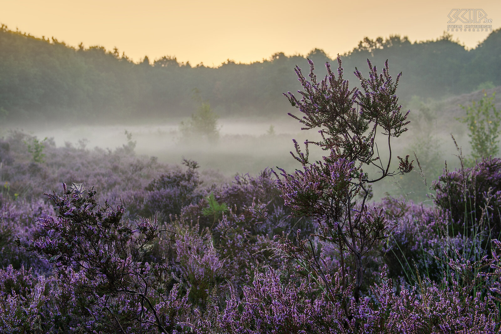 Zonsopgang op 's Hertogenheide 's Hertogenheide in Aarschot, Vlaams-Brabant Stefan Cruysberghs